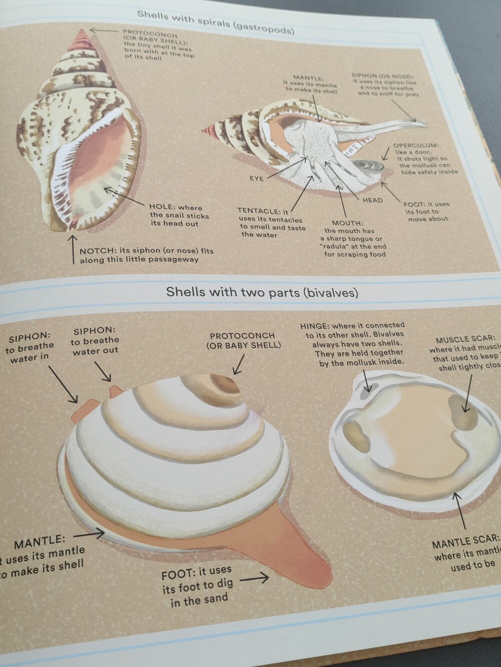 What a Shell Can Tell - Picture 16 of 16